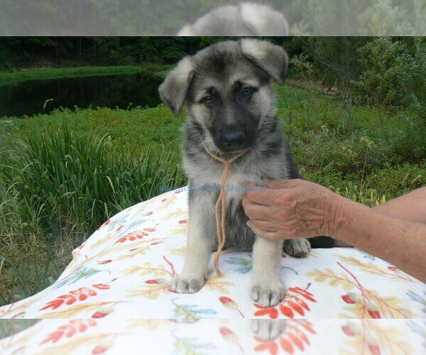 Medium Photo #6 German Shepherd Dog Puppy For Sale in PIEDMONT, MO, USA