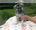 Small #5 German Shepherd Dog