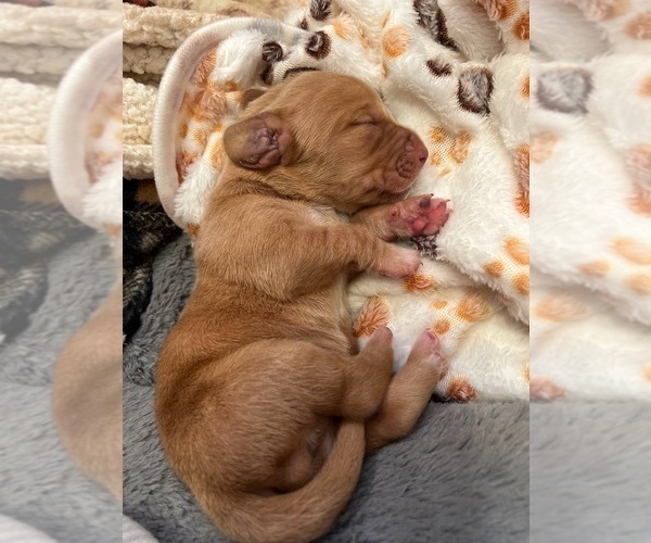 Medium Photo #5 Basset Hound Puppy For Sale in LONDON, OH, USA