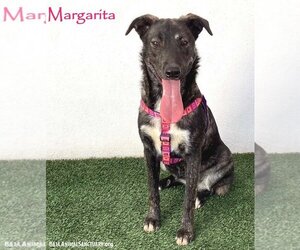 Labrador Retriever-Plott Hound Mix Dogs for adoption in San Diego, CA, USA