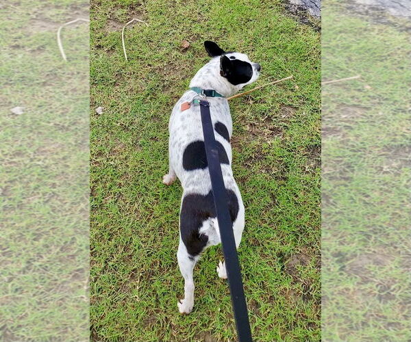 Medium Photo #2 Boston Terrier Puppy For Sale in Little Elm, TX, USA