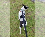 Small #1 Boston Terrier