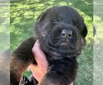 Small Photo #32 German Shepherd Dog Puppy For Sale in MARIPOSA, CA, USA