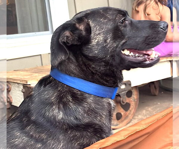 Medium Photo #1 Labrador Retriever-Plott Hound Mix Puppy For Sale in Mount Airy, NC, USA