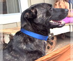 Small Labrador Retriever-Plott Hound Mix