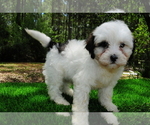 Puppy 6 ShihPoo