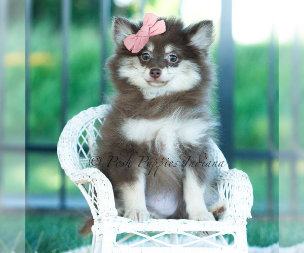 Medium Photo #2 Pomeranian Puppy For Sale in WARSAW, IN, USA