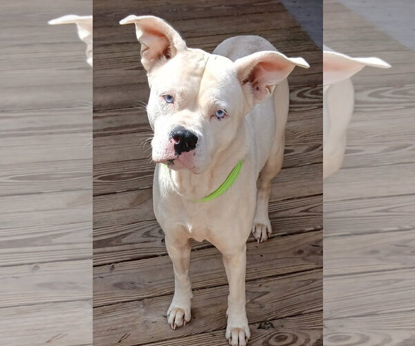 Medium Photo #1 Boxer-Unknown Mix Puppy For Sale in Newfoundland, PA, USA