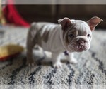 Small #6 English Bulldog