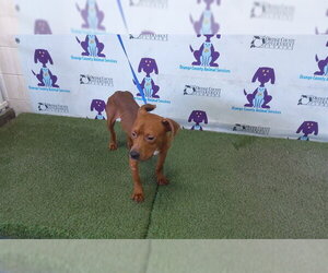 Mutt Dogs for adoption in Orlando, FL, USA