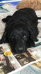 Small Photo #1 Goldendoodle-Poodle (Standard) Mix Puppy For Sale in AMARILLO, TX, USA
