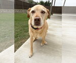 Small #1 Labrador Retriever Mix