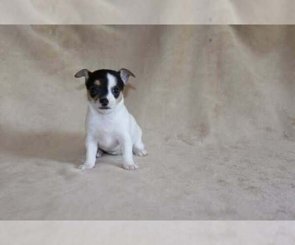 Medium Photo #26 Chihuahua Puppy For Sale in HUDSONVILLE, MI, USA