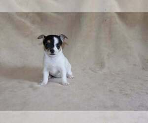 Medium Chihuahua