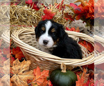 Puppy 7 Bordernese