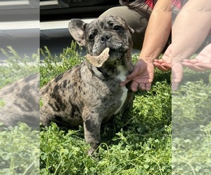 French Bulldog Puppy for Sale in SAN LUIS OBISPO, California USA