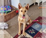Small #1 German Shepherd Dog Mix