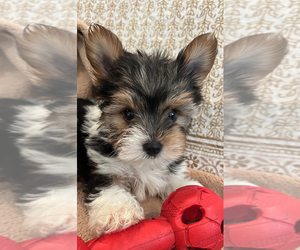 Yorkshire Terrier Puppy for Sale in ONTARIO, California USA
