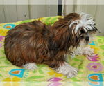 Small #1 Shih Tzu