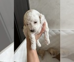 Small #7 Poodle (Toy)