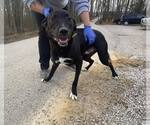 Sammy - Male Labrador Retriever Dog for Adoption - Small photo