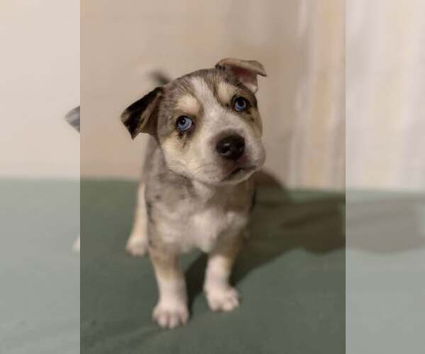 Medium Photo #1 Siberian Husky-Unknown Mix Puppy For Sale in Gretna, NE, USA