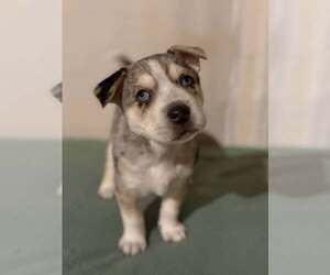 Siberian Husky-Unknown Mix Dogs for adoption in Gretna, NE, USA