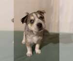 Small Siberian Husky Mix