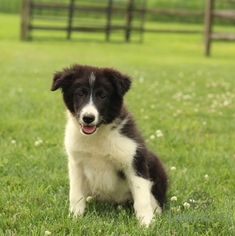 Border Collie Puppy for sale in GAP, PA, USA