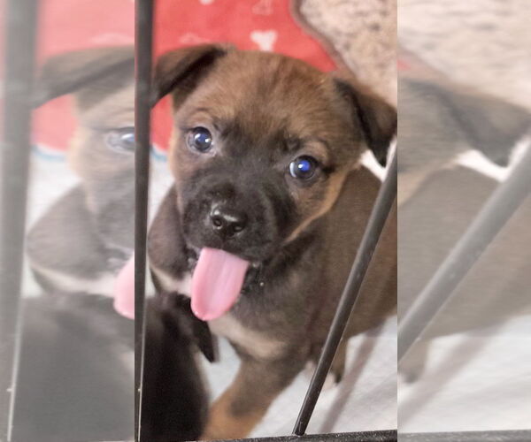 Medium Photo #2 Labrador Retriever-Unknown Mix Puppy For Sale in Royal Palm Beach, FL, USA