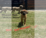 Small #2 Cane Corso