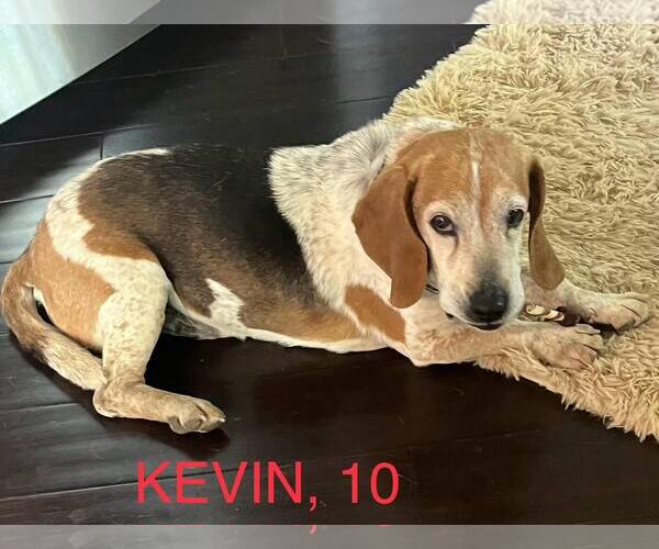 Medium Photo #2 Bagle Hound Puppy For Sale in Atlanta, GA, USA