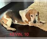 Small #1 Bagle Hound