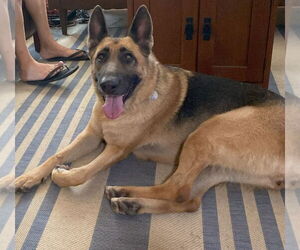 German Shepherd Dog Dogs for adoption in Modesto, CA, USA