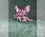 Puppy 1 French Bulldog