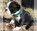 Small Photo #6 Boston Terrier Puppy For Sale in HUGHESVILLE, MD, USA