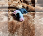 Small Photo #114 Sheepadoodle Puppy For Sale in LEHI, UT, USA