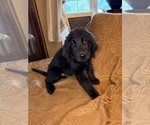 Small #24 Flat Coated Retriever