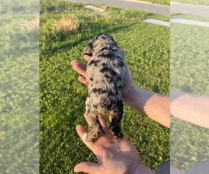 Cocker Spaniel Puppy for sale in WATERTOWN, SD, USA