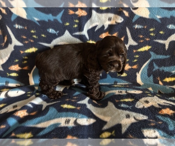 Medium Photo #43 Cocker Spaniel Puppy For Sale in COLBERT, GA, USA