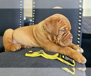 Dogue de Bordeaux Puppy for Sale in RIALTO, California USA