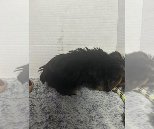 Medium Photo #3 Yorkshire Terrier Puppy For Sale in MARTIN, GA, USA