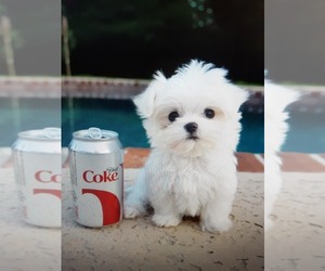 Maltese Puppy for sale in CLERMONT, FL, USA