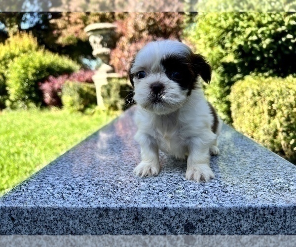 Medium Photo #23 Shih Tzu Puppy For Sale in HAYWARD, CA, USA