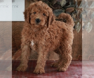 Goldendoodle (Miniature) Puppy for sale in FREDERICKSBURG, OH, USA