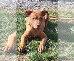 Small #21 American Pit Bull Terrier-Staffordshire Bull Terrier Mix