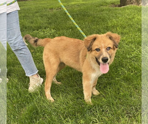Medium Photo #3 Australian Shepherd-Great Pyrenees Mix Puppy For Sale in Unionville, PA, USA