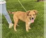 Small #2 Australian Shepherd-Great Pyrenees Mix