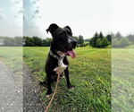 Small #66 American Pit Bull Terrier Mix