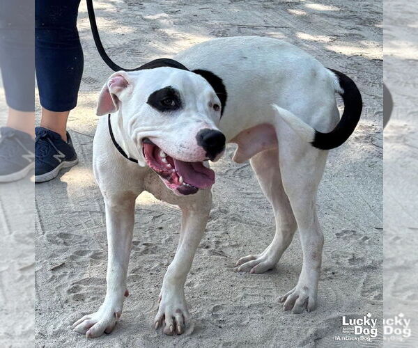 Medium Photo #6 American Pit Bull Terrier-Unknown Mix Puppy For Sale in Washington, DC, USA